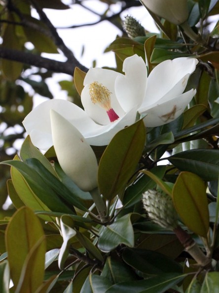 タイサンボク　お花の写真集